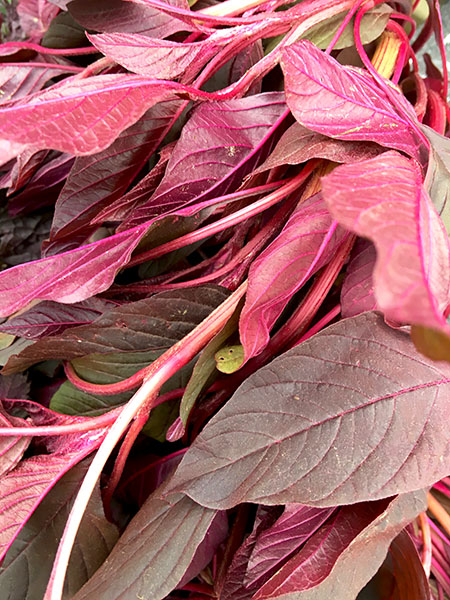 purple_amaranth