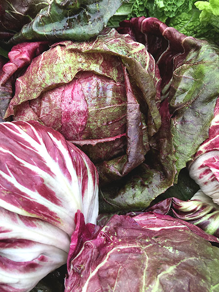 radicchio