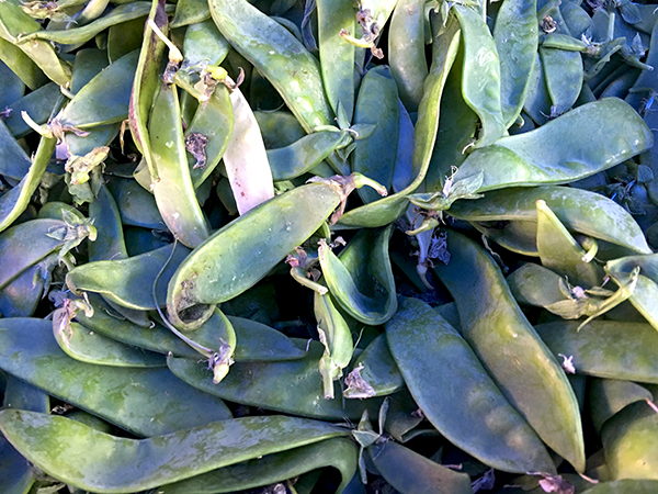 snow_peas