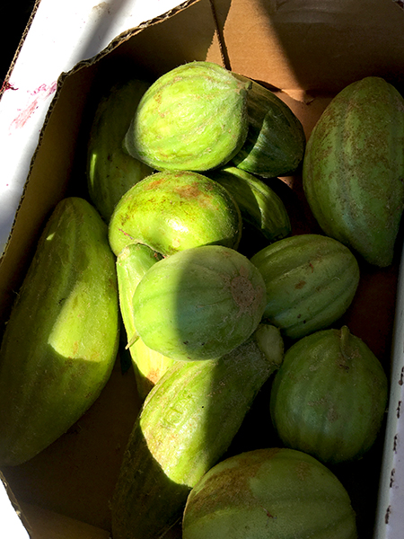 Barese_cucumbers