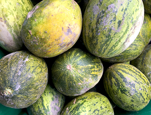 Lambkin_melons
