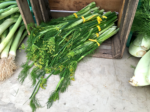 fennel_flowers