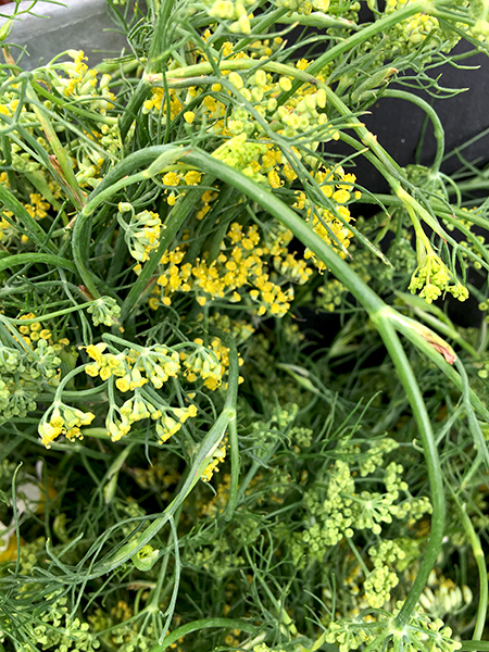 fennel_flowers