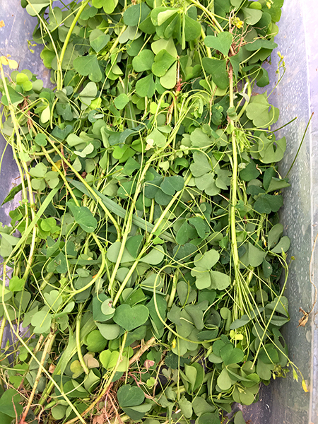 oxalis