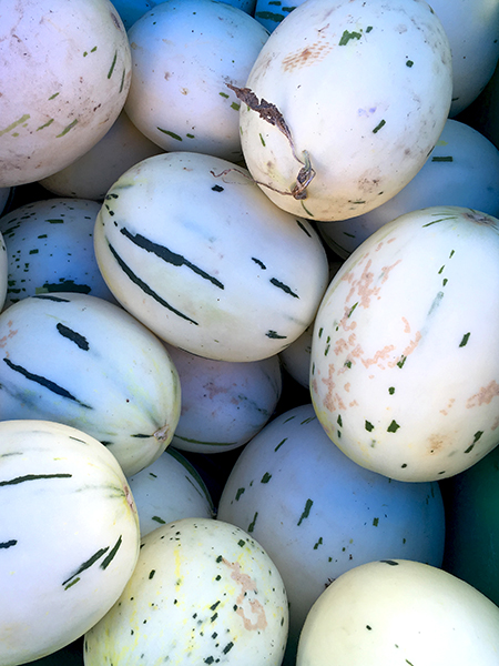 snow_leopard_melon