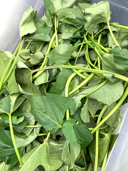 sweet_potato_greens