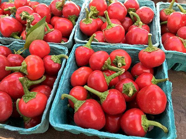 Calabrian_peppers