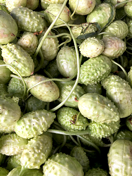 Jamaica_burr_cucumbers