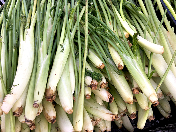 baby_fennel