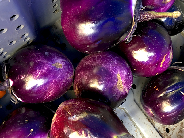 eggplant_Prosperosa