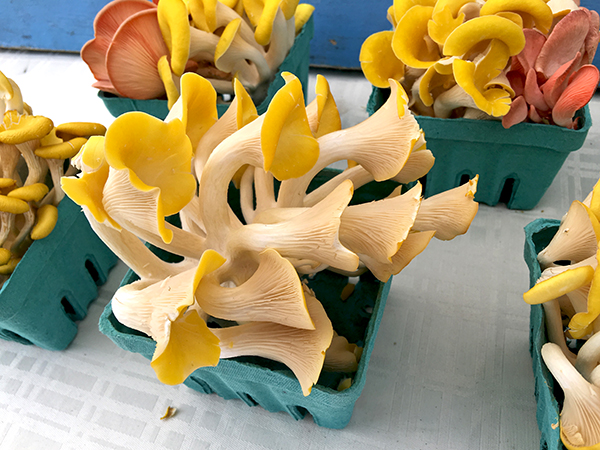 golden_oyster_mushrooms