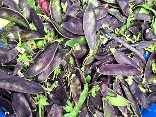purple_snow_peas