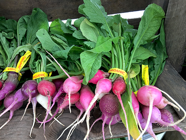 radish_easter_egg