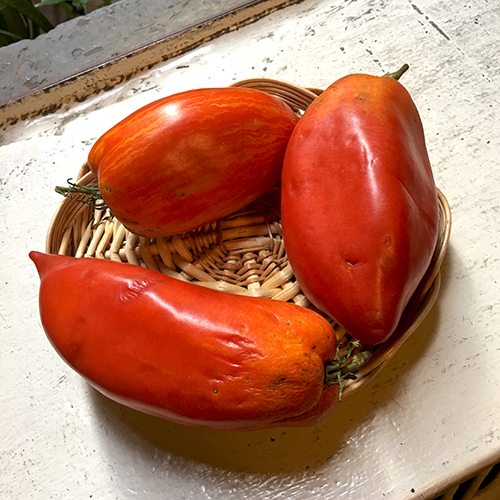 tomatoes_red_plum