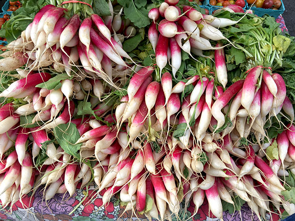 french_radish