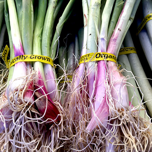 japanese_scallions