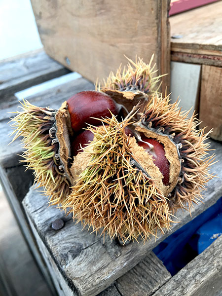 chestnut2