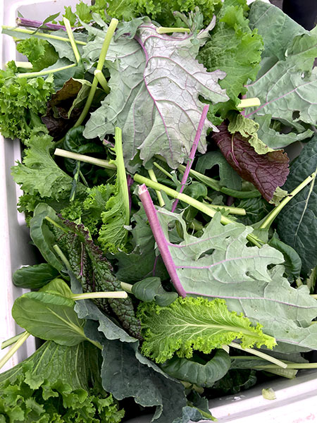 greens_braising_mix