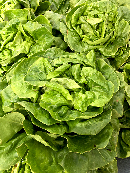 lettuce2