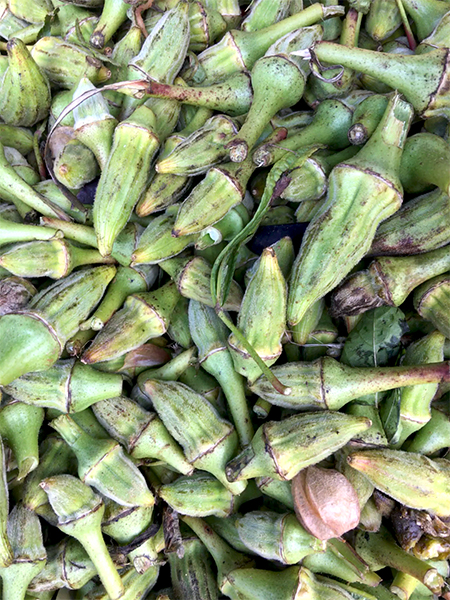 okra3