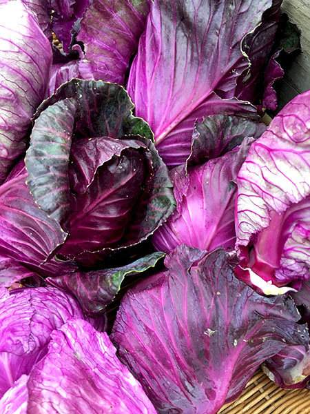 purple_cabbage_tamarack