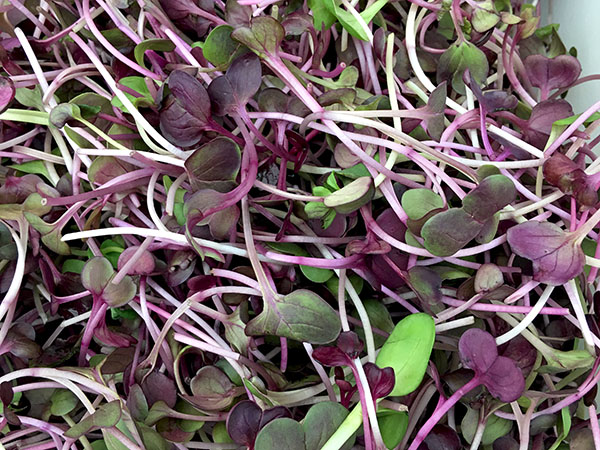 purple_micro_radish
