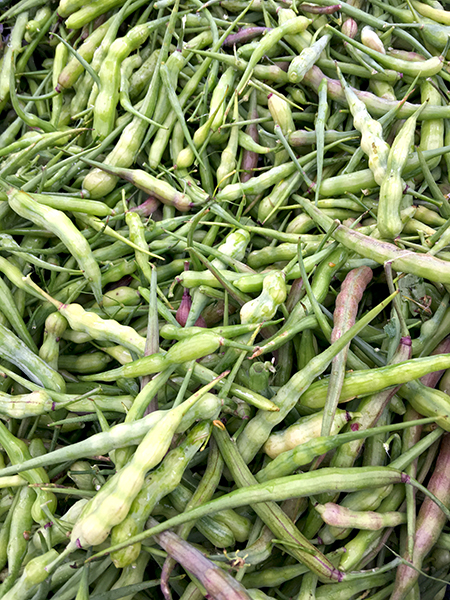 rat-tail_radishes