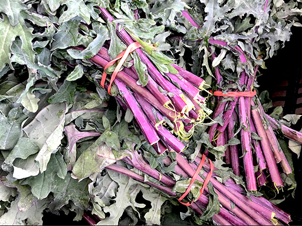 red_russian_kale