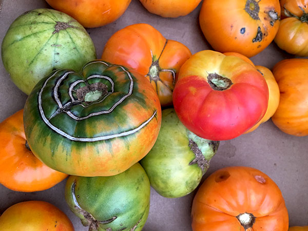tomatoes