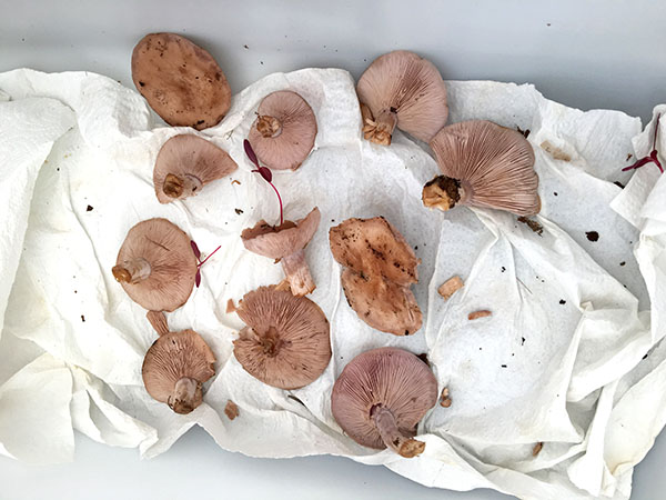 blewits2