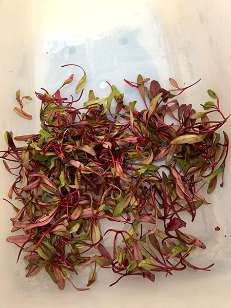 bulls_blood-_micro_beets
