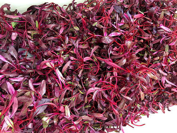 bulls_blood_beet