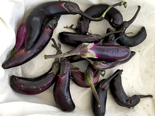 japanese-eggplant