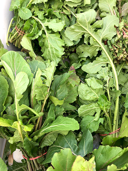 arugula_keiths
