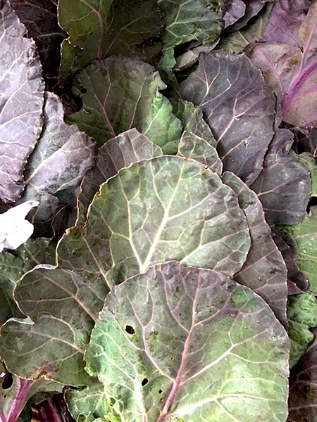 collards_tamarack
