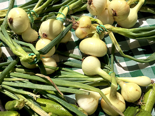 fresh_onions
