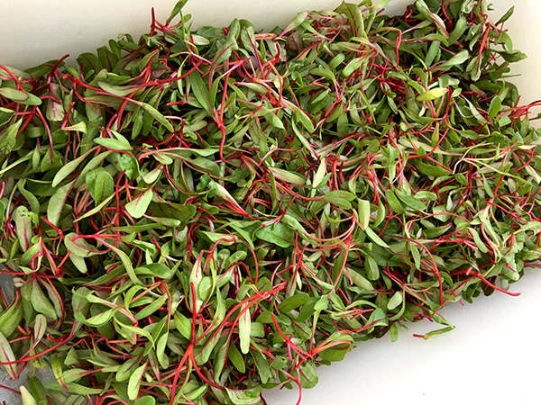 micro_red_chard