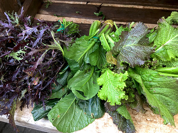 mustards_gorzynski_farm