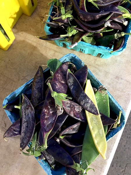 purple_snow_peas