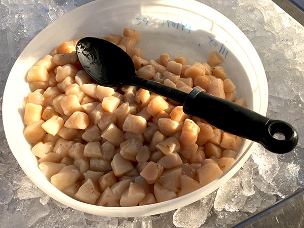 sea_scallops