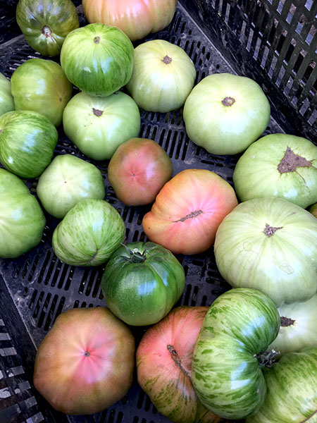 tomatoes_tamarack