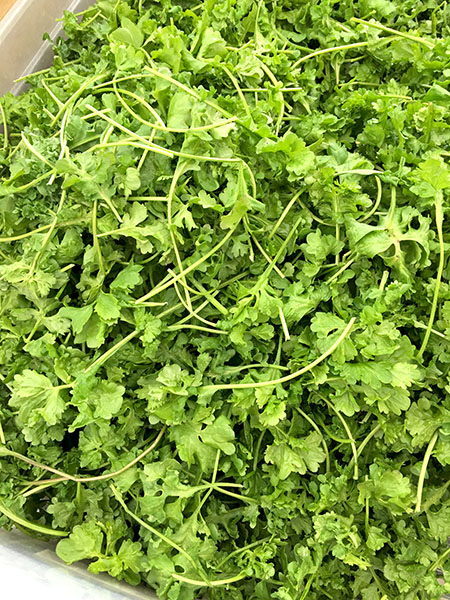 wrinkled_crinkled_cress