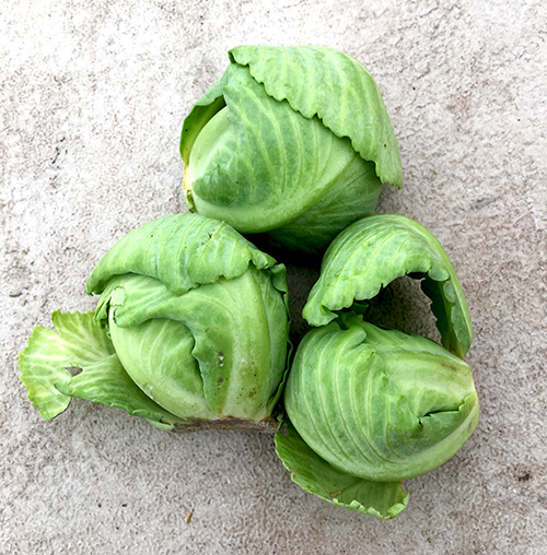 3_cabbages