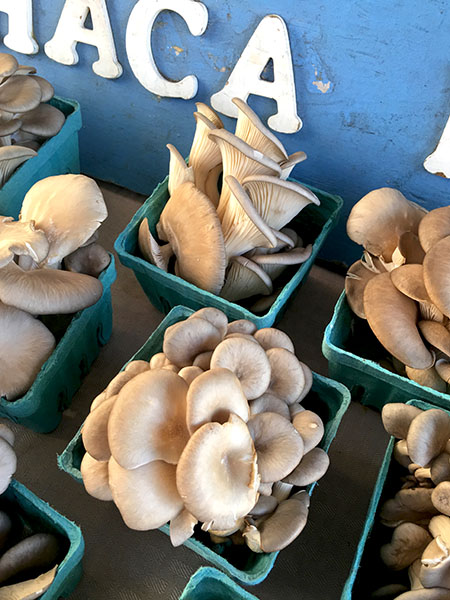 blue_oyster_mushrooms