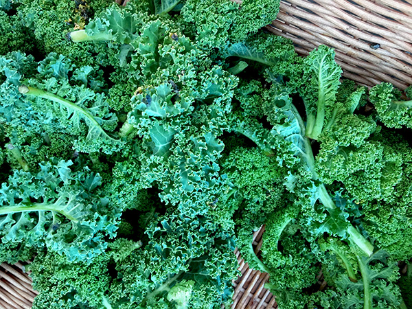winerbor_kale