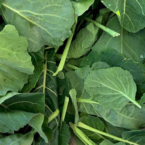 collards-race_farm