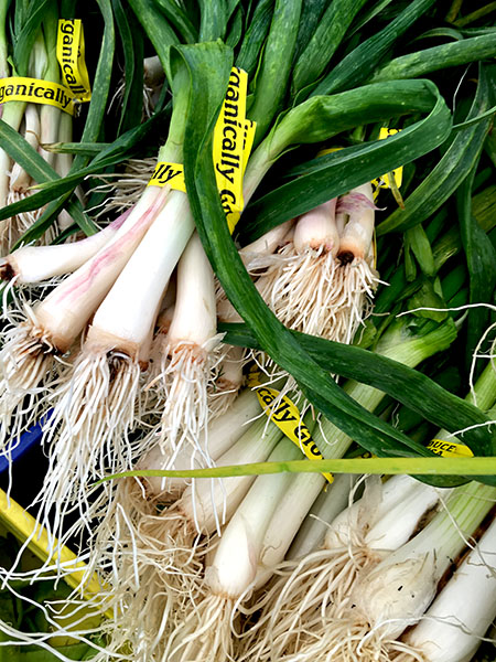 scallions