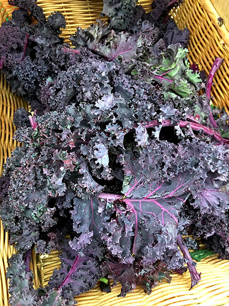 winterbor_kale_tamarack