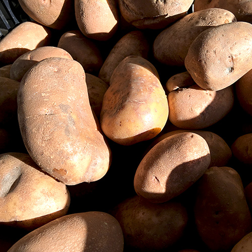 russet_potatoes