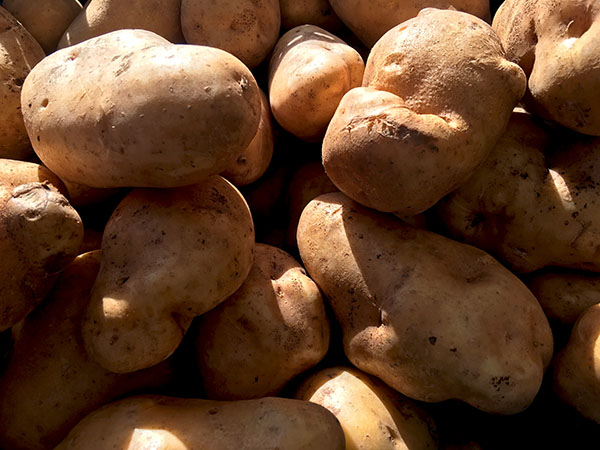 carola _potatoes